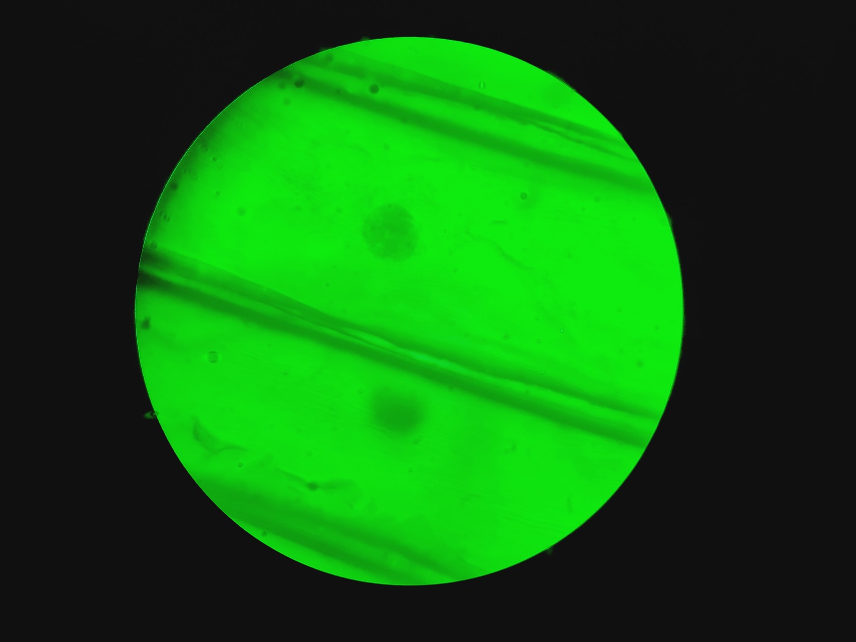 Image of Motic BA310E Fluorescence Microscope w/ 4 x Objectives Motic 100X/1.25 oil Lab 