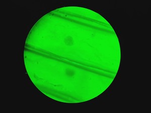 Thumbnail image of Motic BA310E Fluorescence Microscope w/ 4 x Objectives Motic 100X/1.25 oil Lab 
