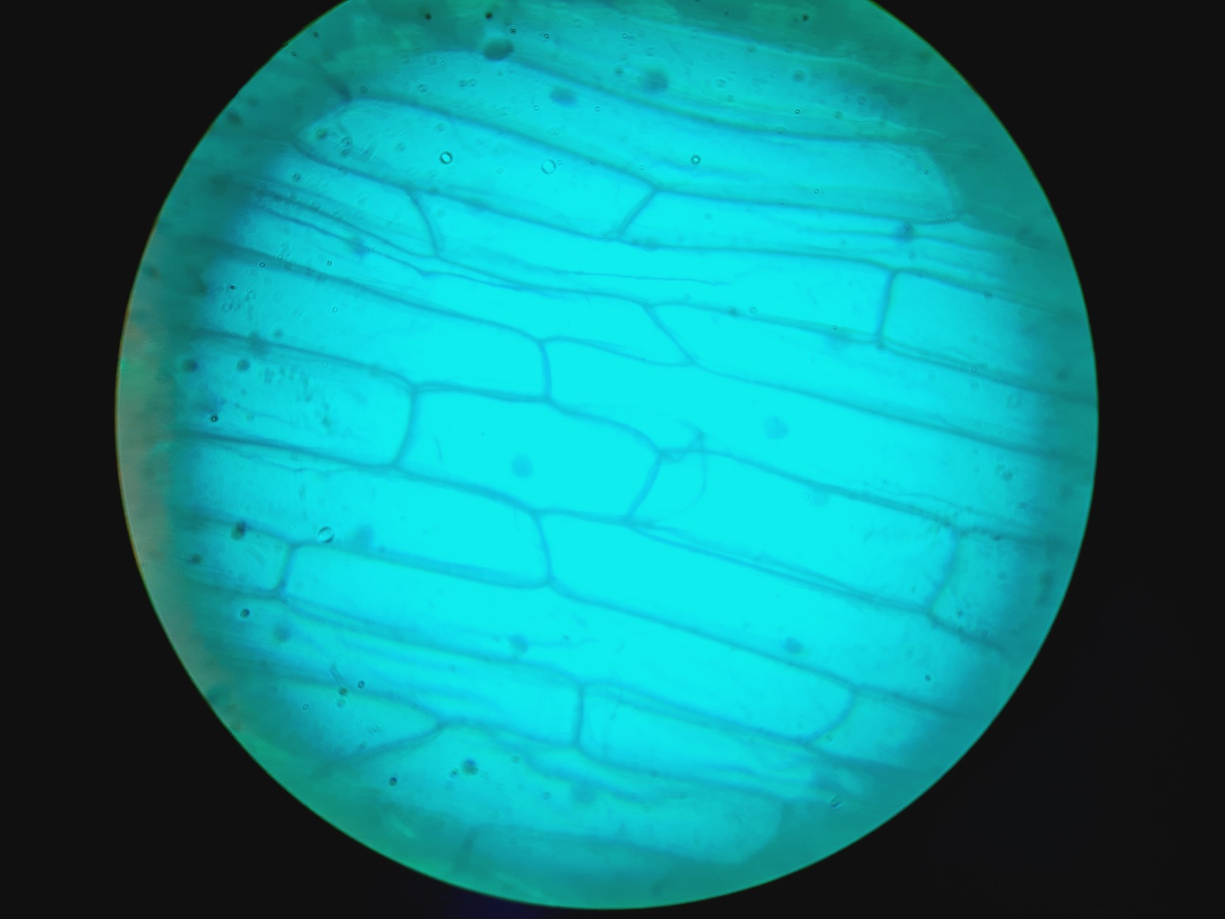 Image of Leica DMIRB Inverted Microscope With 6 Objectives & EBQ 100 PSU Lab
