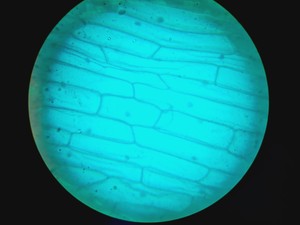 Thumbnail image of Leica DMIRB Inverted Microscope With 6 Objectives & EBQ 100 PSU Lab