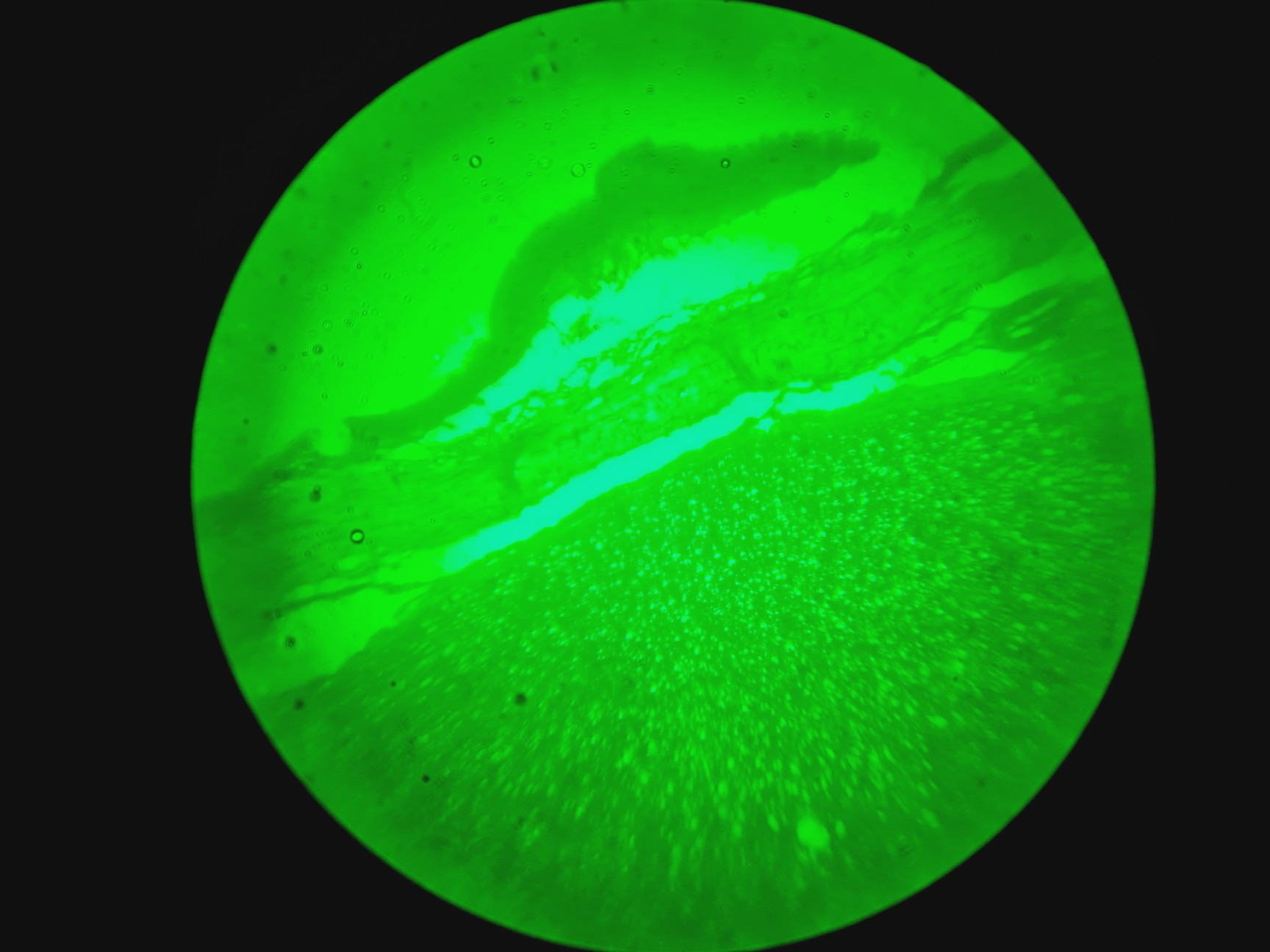 Image of Leica DMIRB Inverted Microscope With 6 Objectives & EBQ 100 PSU Lab