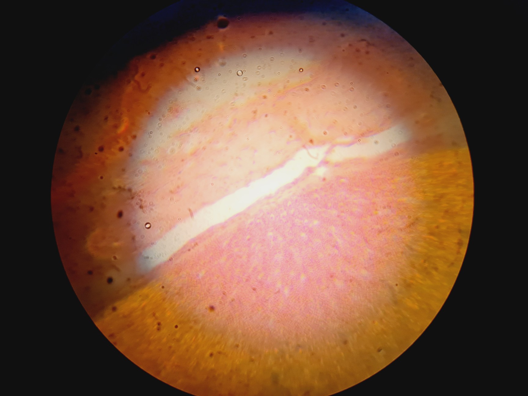 Image of Leica DMIRB Inverted Microscope With 6 Objectives & EBQ 100 PSU Lab