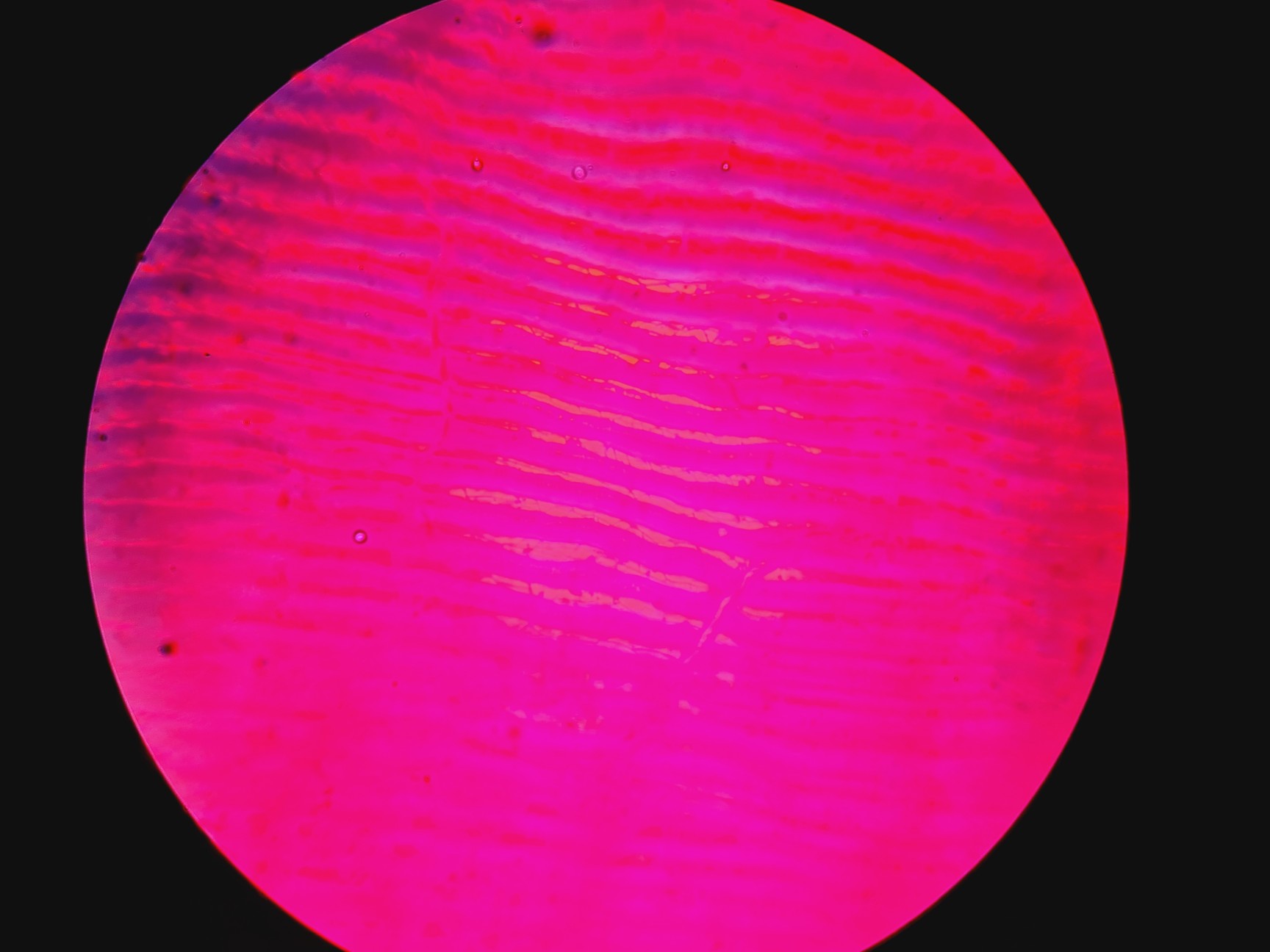 Image of Leica DMIRB Inverted Microscope With 6 Objectives & EBQ 100 PSU Lab