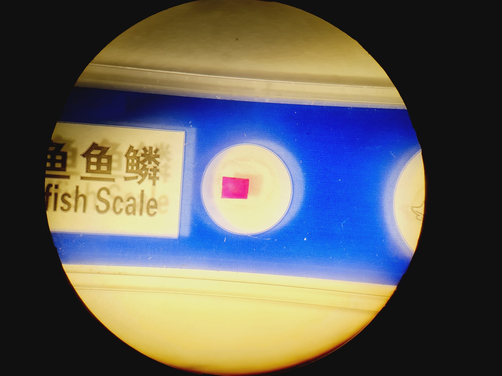 Image of Leica S6D Stereo Microscope 6.3x-40x Leica L2 Lightbox and Schott KL 150 Lab