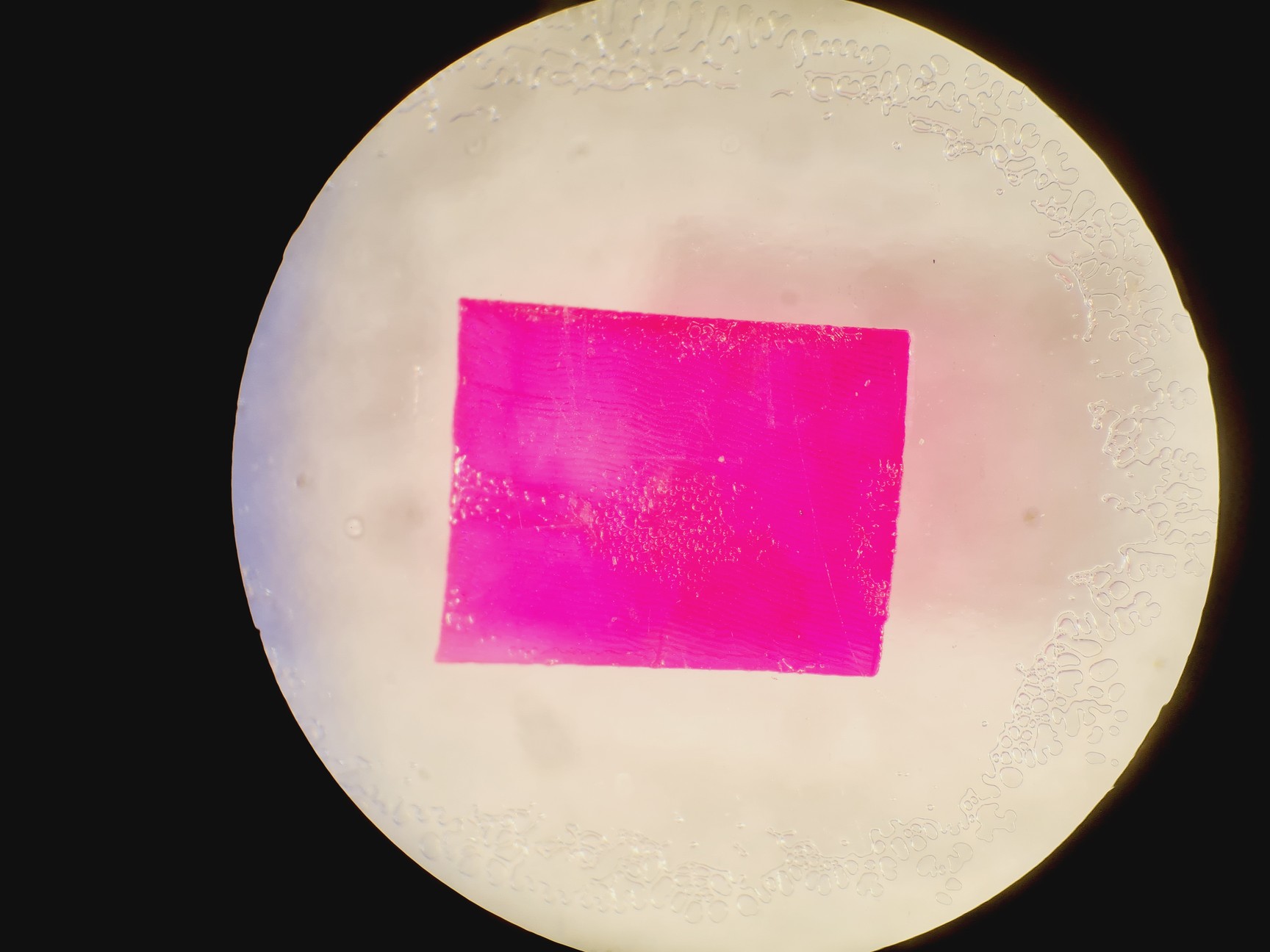 Image of Leica S6D Stereo Microscope 6.3x-40x Leica L2 Lightbox and Schott KL 150 Lab