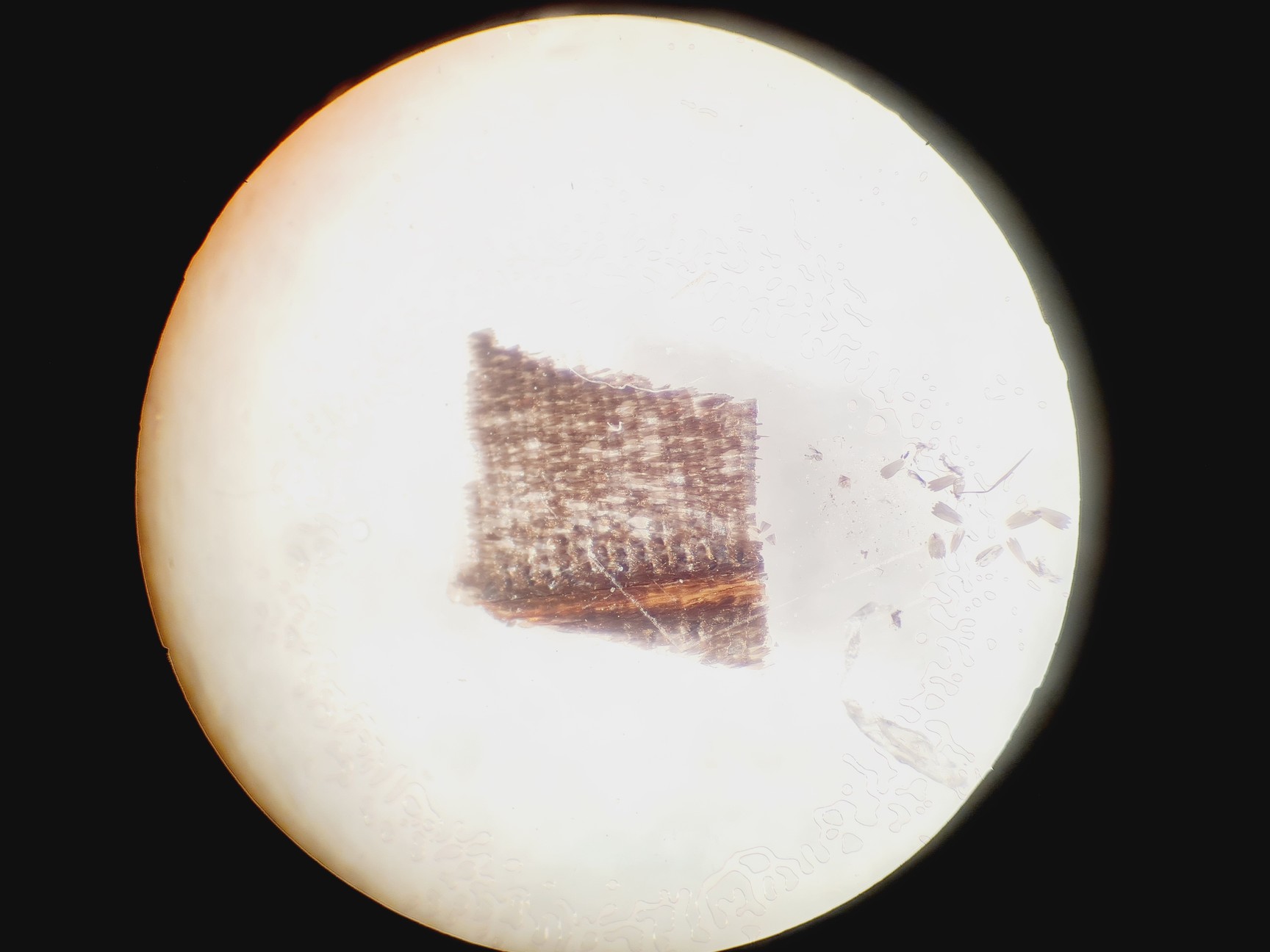 Image of Leica S6D Stereo Microscope 6.3x-40x Leica L2 Lightbox and Schott KL 150 Lab