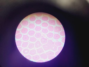 Thumbnail image of Brunel Sp-55 Digital Compound Microscope & Integral Camera -X3 with Software