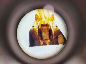 Thumbnail image of Brunel Sp-55 Digital Compound Microscope & Integral Camera -X3 with Software