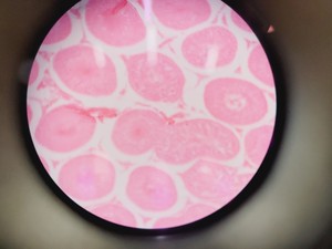 Thumbnail image of Leica DM LB2 Biological Microscope w/ 5 x Objectives N Plan 2.5x 5x 10x 20x Lab