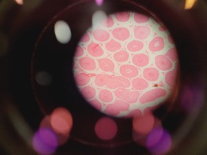 Thumbnail image of Leica DM LB2 Biological Microscope w/ 5 x Objectives N Plan 2.5x 5x 10x 20x Lab