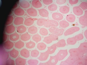 Thumbnail image of Leica DM LB2 Biological Microscope w/ 5 x Objectives N Plan 2.5x 5x 10x 20x Lab