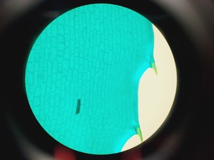 Thumbnail image of Olympus BX45TF Microscope Ww/ Camera Mount, Adapter & 5x Objective UPlan Apo Lab