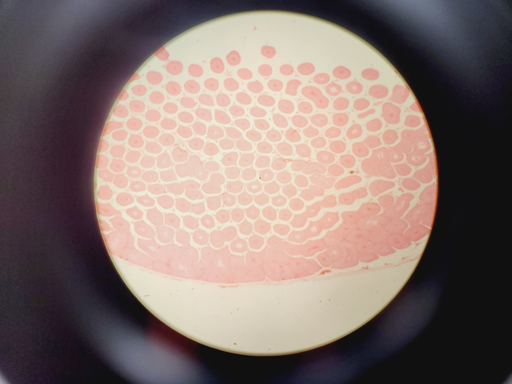 Image of Olympus BX45TF Microscope Ww/ Camera Mount, Adapter & 5x Objective UPlan Apo Lab