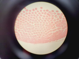 Thumbnail image of Olympus BX45TF Microscope Ww/ Camera Mount, Adapter & 5x Objective UPlan Apo Lab