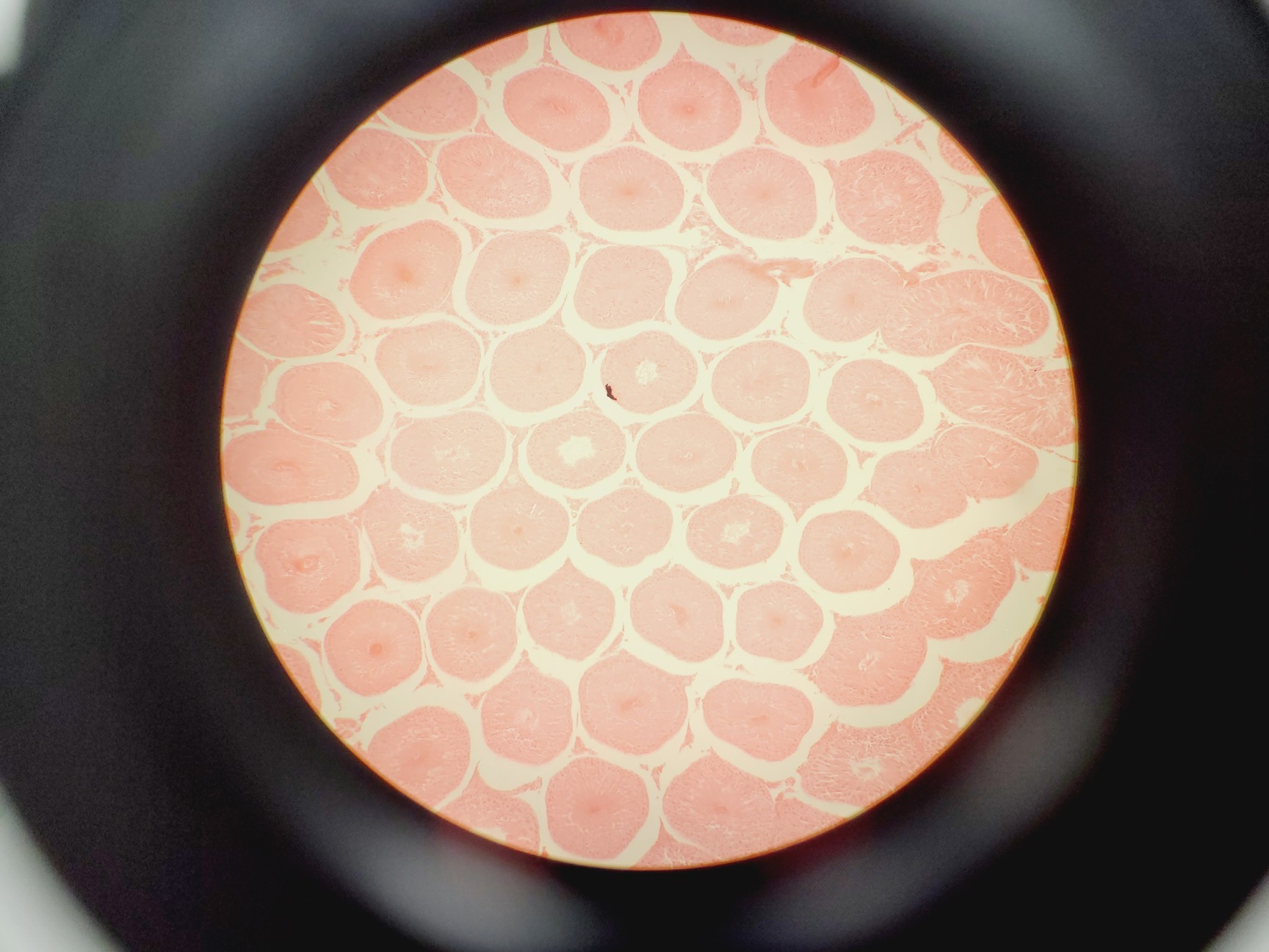 Image of Olympus BX45TF Microscope Ww/ Camera Mount, Adapter & 5x Objective UPlan Apo Lab