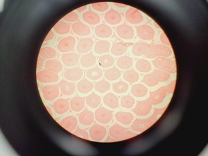 Thumbnail image of Olympus BX45TF Microscope Ww/ Camera Mount, Adapter & 5x Objective UPlan Apo Lab