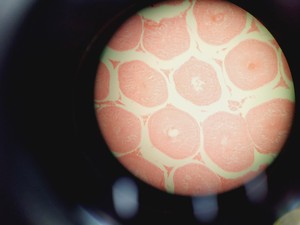 Thumbnail image of Olympus BX45TF Microscope Ww/ Camera Mount, Adapter & 5x Objective UPlan Apo Lab