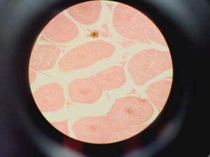 Thumbnail image of Olympus BX45TF Microscope Ww/ Camera Mount, Adapter & 5x Objective UPlan Apo Lab