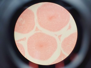 Thumbnail image of Olympus BX45TF Microscope Ww/ Camera Mount, Adapter & 5x Objective UPlan Apo Lab