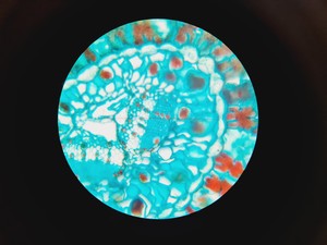 Thumbnail image of Novex Microscope B-Range w/ 4 Objectives SP4 SP 10/40/100 Oil Lab