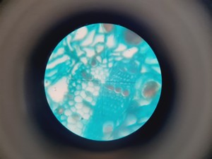 Thumbnail image of Novex Microscope B-Range w/ 4 Objectives SP4 SP 10/40/100 Oil Lab