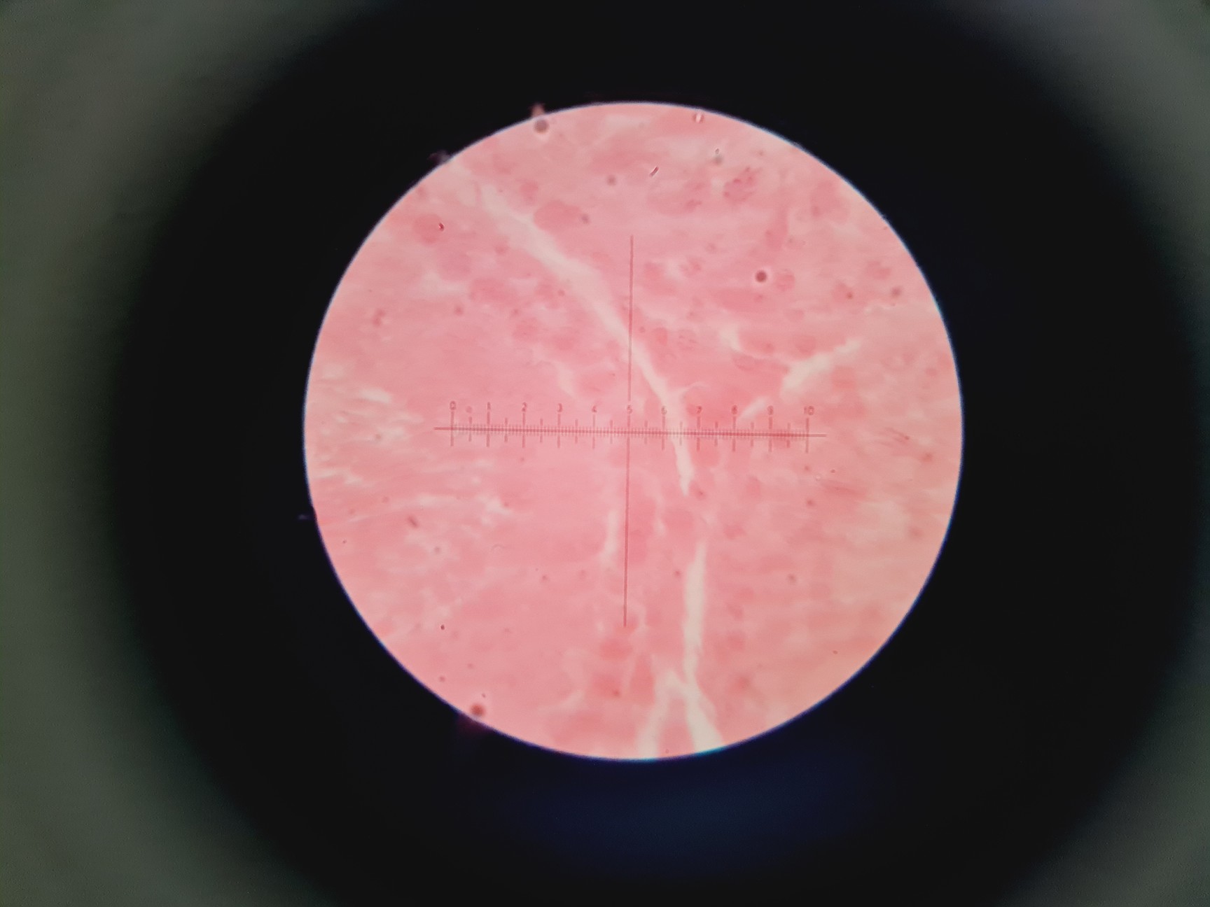 Image of Novex Microscope B-Range w/ 4 Objectives SP4 SP 10/40/100 Oil Lab