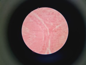 Thumbnail image of Novex Microscope B-Range w/ 4 Objectives SP4 SP 10/40/100 Oil Lab