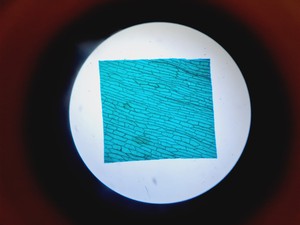 Thumbnail image of Novex B LED Series Microscope w/ 4 x Objective 100/40/10 Oil Lab