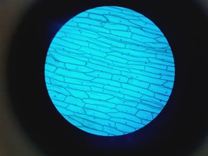 Thumbnail image of Novex B LED Series Microscope w/ 4 x Objective 100/40/10 Oil Lab