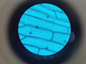 Thumbnail image of Novex B LED Series Microscope w/ 4 x Objective 100/40/10 Oil Lab