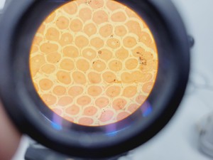 Thumbnail image of Carl Zeiss Compound Microscope w/ 39 25 33 Transformer 5 x Objectives 10/25/40x