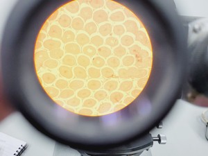 Thumbnail image of Carl Zeiss Compound Microscope w/ 39 25 33 Transformer 5 x Objectives 10/25/40x