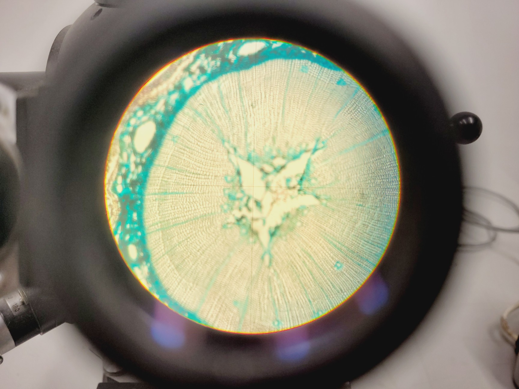 Image of Carl Zeiss Compound Microscope w/ 39 25 33 Transformer 5 x Objectives 10/25/40x