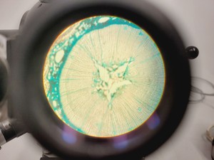 Thumbnail image of Carl Zeiss Compound Microscope w/ 39 25 33 Transformer 5 x Objectives 10/25/40x