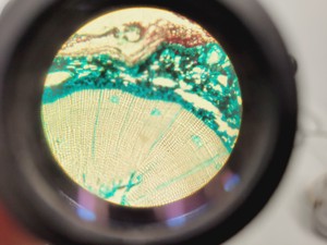 Thumbnail image of Carl Zeiss Compound Microscope w/ 39 25 33 Transformer 5 x Objectives 10/25/40x