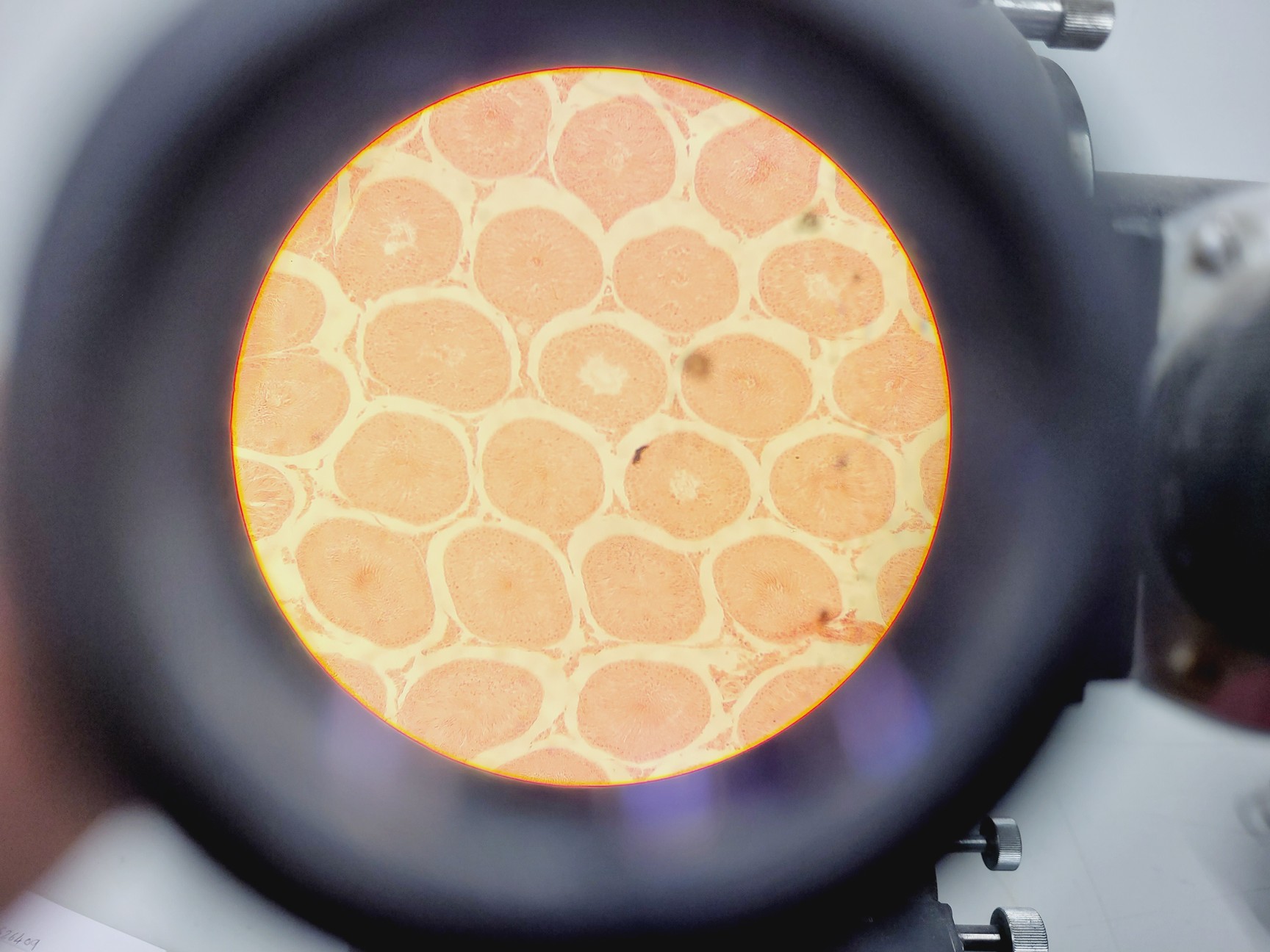 Image of Carl Zeiss Compound Microscope w/ 39 25 33 Transformer 5 x Objectives 10/25/40x