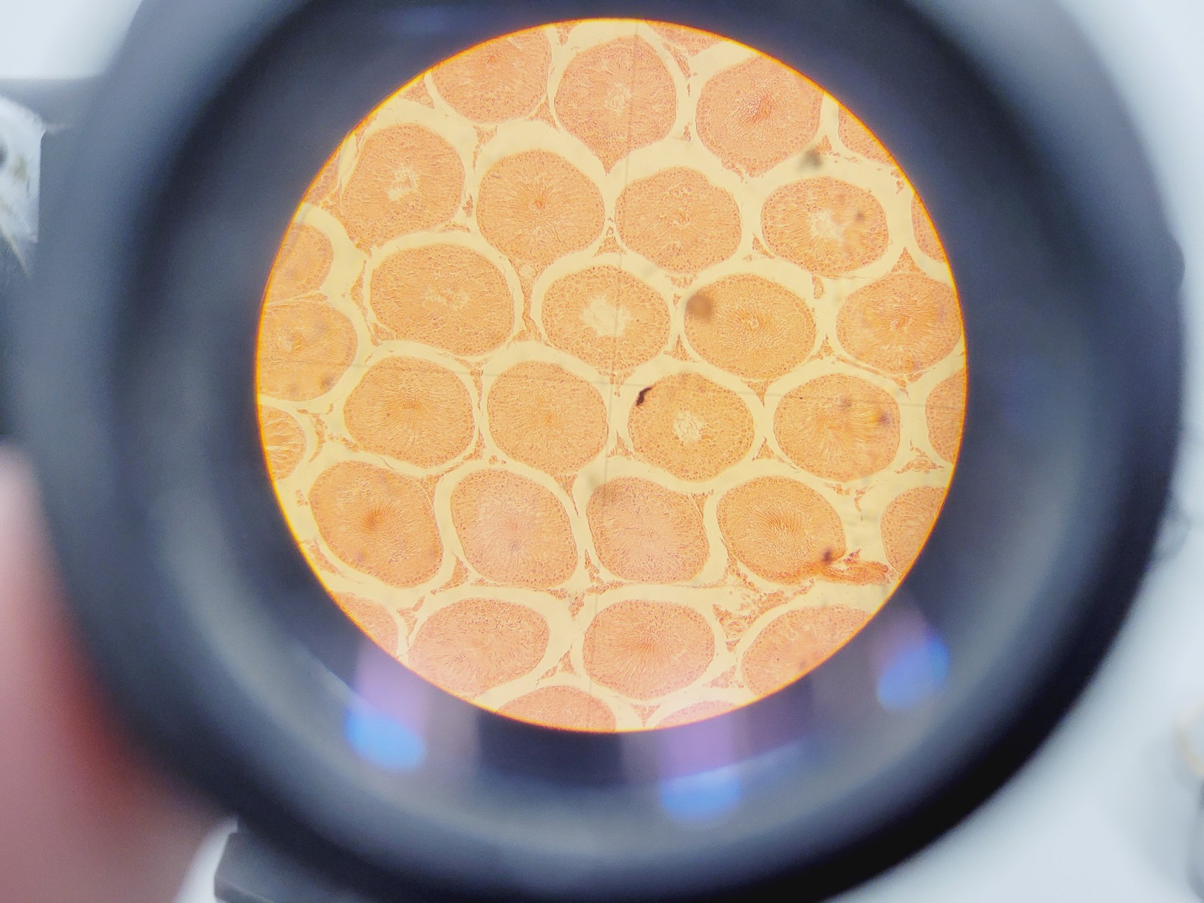 Image of Carl Zeiss Compound Microscope w/ 39 25 33 Transformer 5 x Objectives 10/25/40x