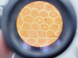 Thumbnail image of Carl Zeiss Compound Microscope w/ 39 25 33 Transformer 5 x Objectives 10/25/40x