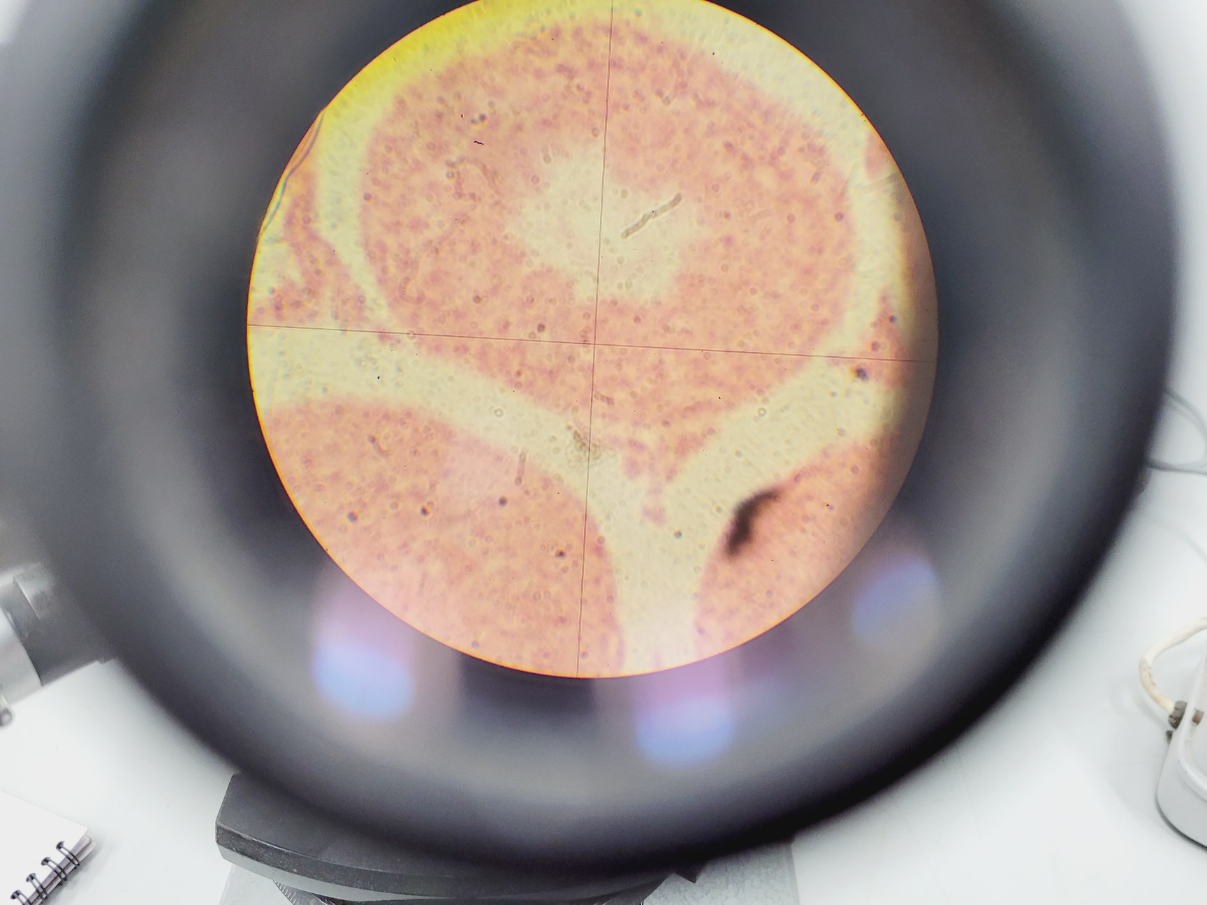 Image of Carl Zeiss Compound Microscope w/ 39 25 33 Transformer 5 x Objectives 10/25/40x