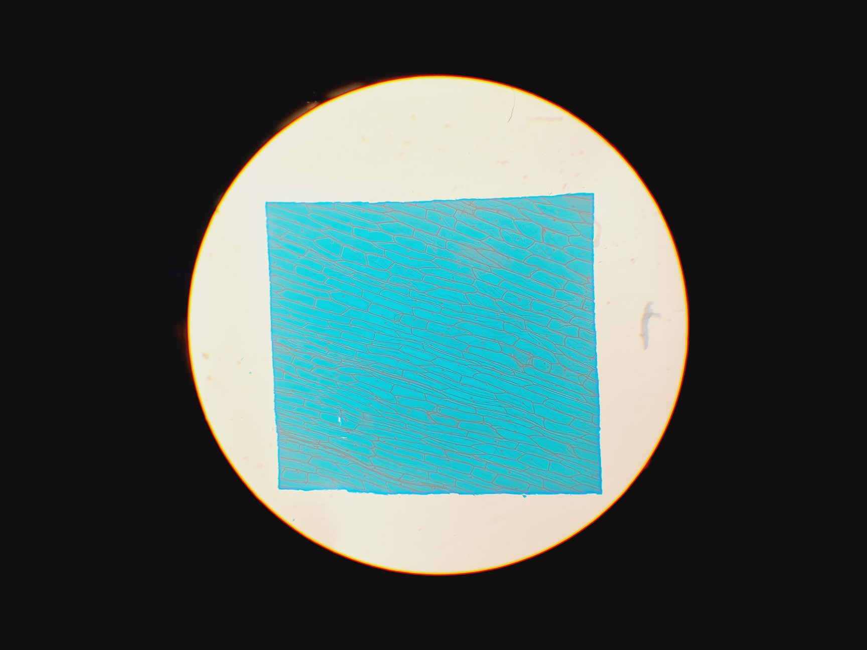 Image of Leica Type 090-135.008-000 Inverted Microscope w/ 4 x Objectives 4x/10x/20x Lab