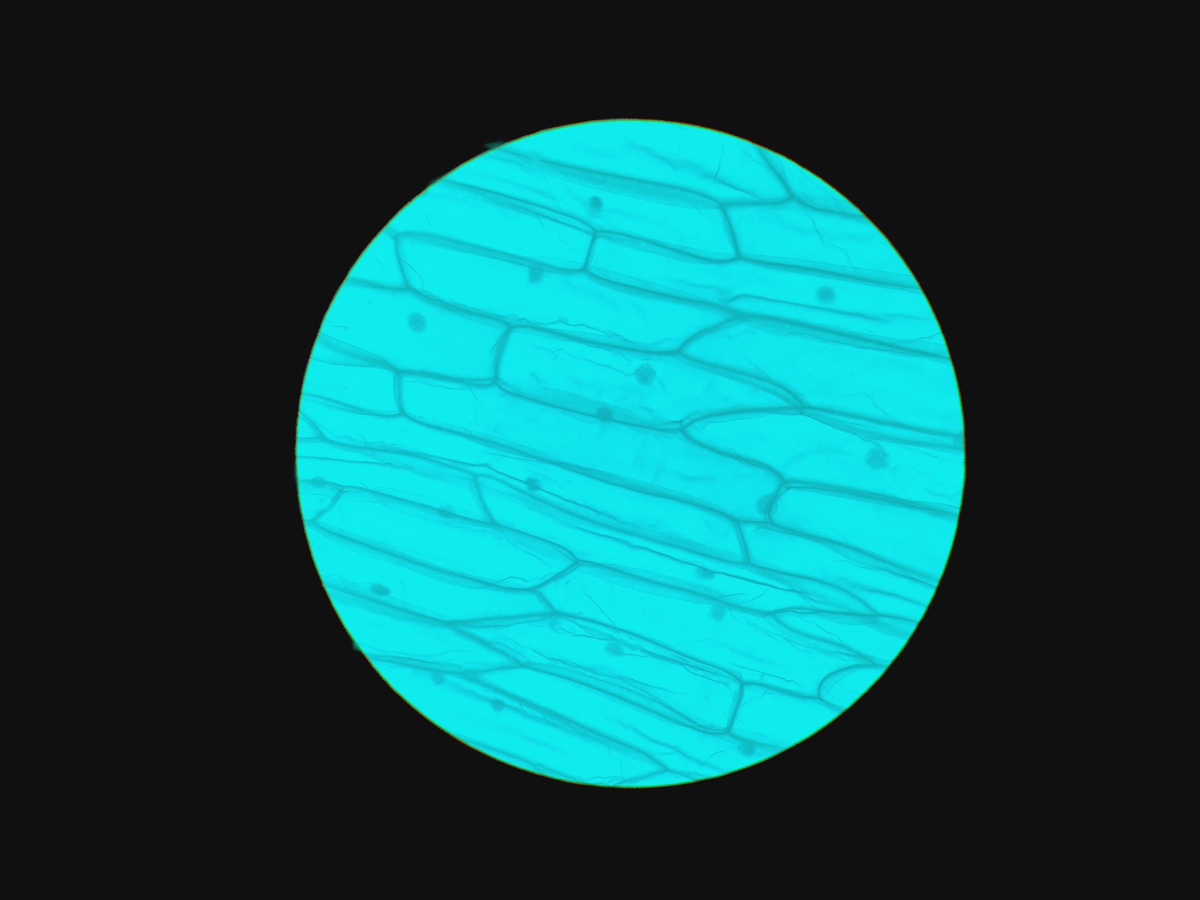 Image of Leica Type 090-135.008-000 Inverted Microscope w/ 4 x Objectives 4x/10x/20x Lab