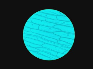 Thumbnail image of Leica Type 090-135.008-000 Inverted Microscope w/ 4 x Objectives 4x/10x/20x Lab