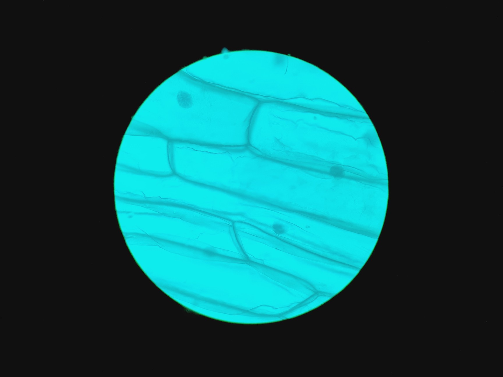 Image of Leica Type 090-135.008-000 Inverted Microscope w/ 4 x Objectives 4x/10x/20x Lab