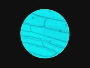 Thumbnail image of Leica Type 090-135.008-000 Inverted Microscope w/ 4 x Objectives 4x/10x/20x Lab