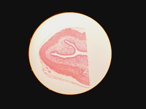 Thumbnail image of Leica Type 090-135.008-000 Inverted Microscope w/ 4 x Objectives 4x/10x/20x Lab