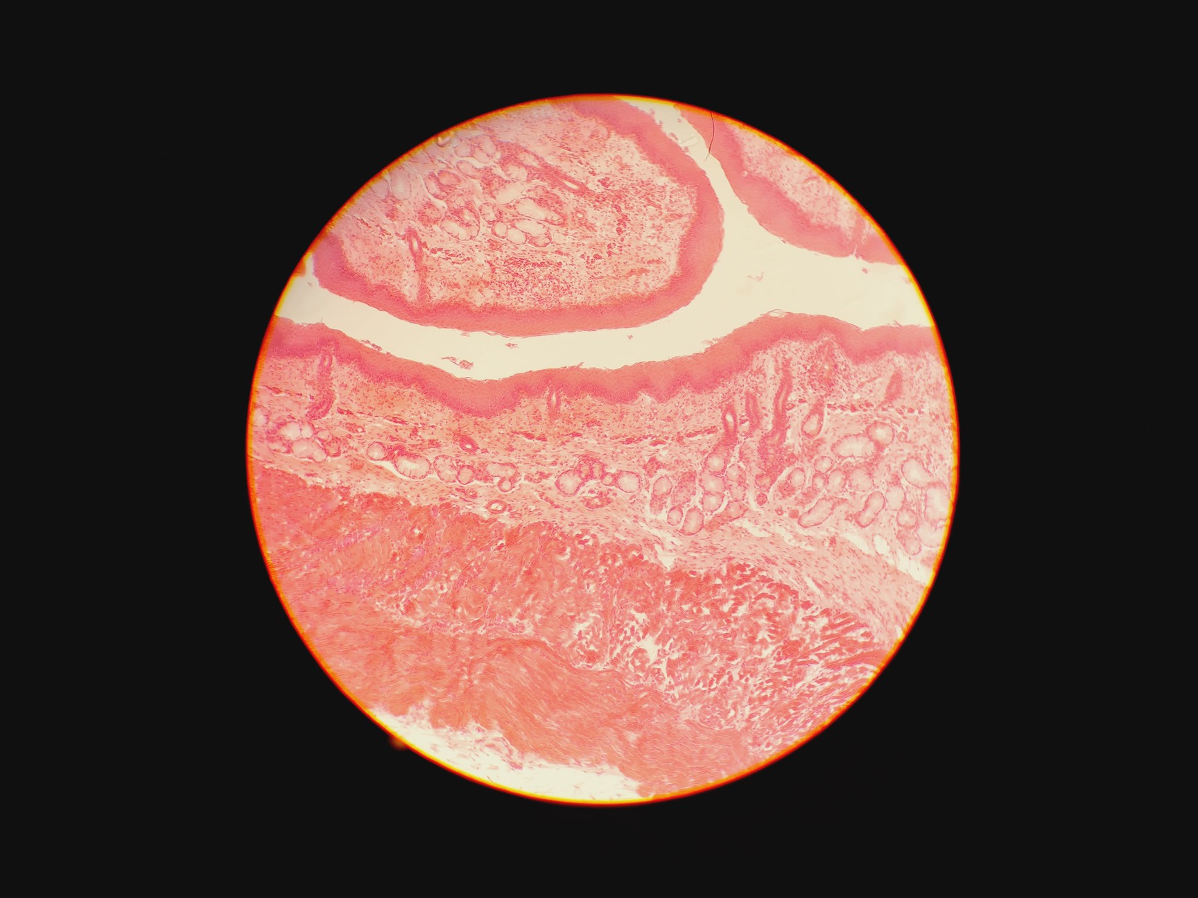 Image of Leica Type 090-135.008-000 Inverted Microscope w/ 4 x Objectives 4x/10x/20x Lab