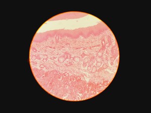 Thumbnail image of Leica Type 090-135.008-000 Inverted Microscope w/ 4 x Objectives 4x/10x/20x Lab