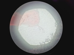 Thumbnail image of Zeiss Axio Vert A1 Microscope w/ 5 x Objectives 5x/10x/20x/50x/100x & Software