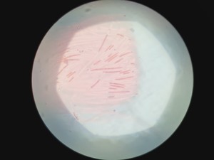 Thumbnail image of Zeiss Axio Vert A1 Microscope w/ 5 x Objectives 5x/10x/20x/50x/100x & Software