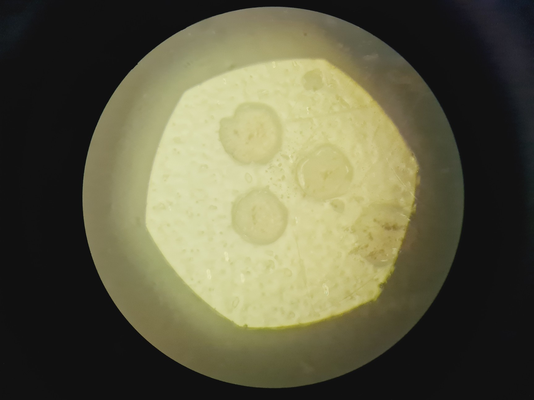 Image of Zeiss Axio Vert A1 Microscope w/ 5 x Objectives 5x/10x/20x/50x/100x & Software